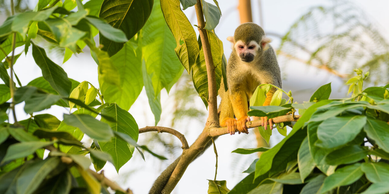 Can ecotourism help protect the Amazon rainforest?